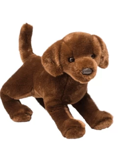 Douglas - Cocoa Chocolate Lab